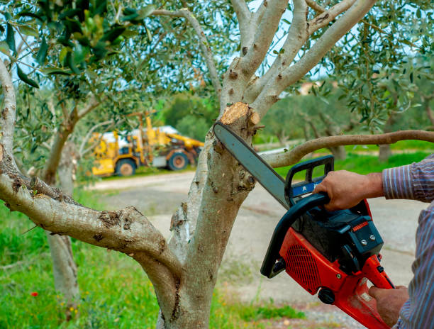 Best Residential Tree Removal  in Parowan, UT